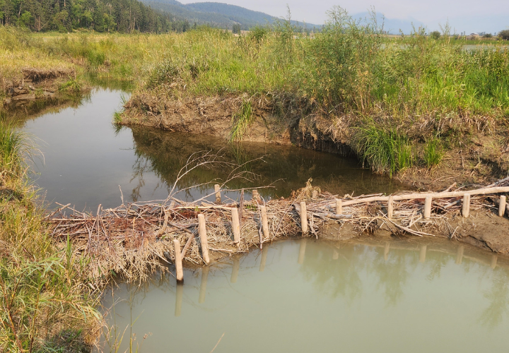 Indigenous-Led Conservation Initiatives