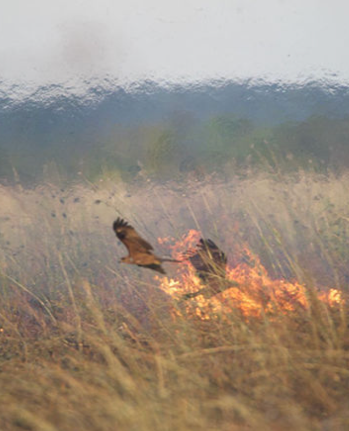 Flames of Truth: The Firehawk Debate